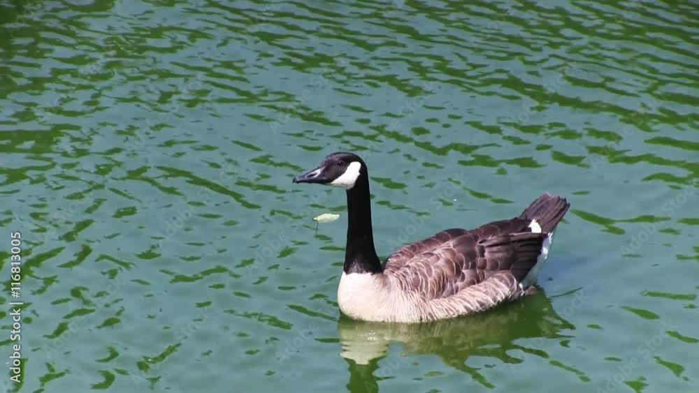 Goose Swimming in the Lake with Green Water Goose Swimming in the Lake with Green Water