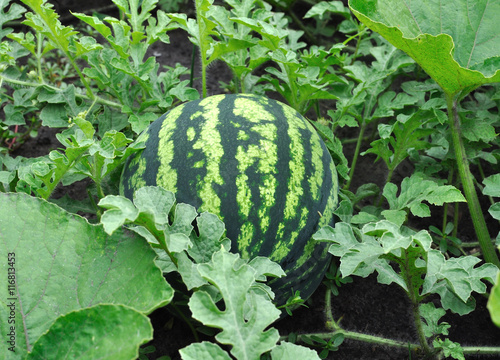 close-up of of ripening watermelon