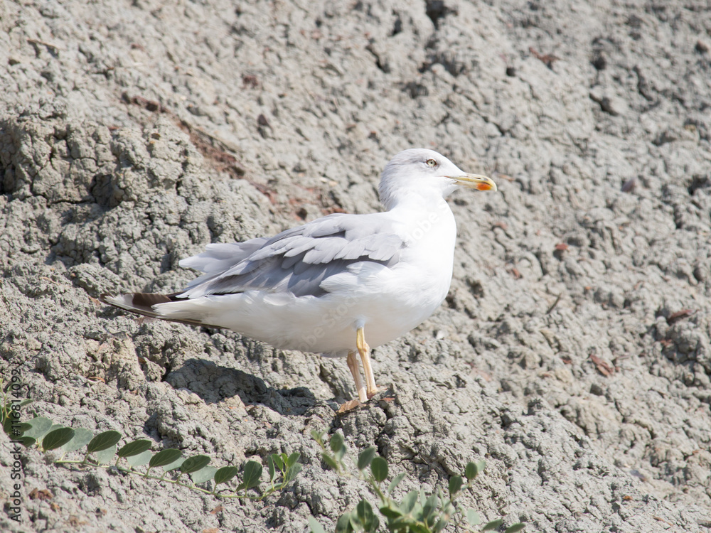 Seagull standing on a rocky surface Seagull standing on a rocky surface