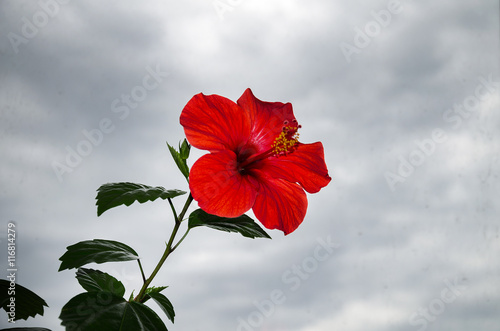Wallpaper Mural Beautiful red flower Torontodigital.ca