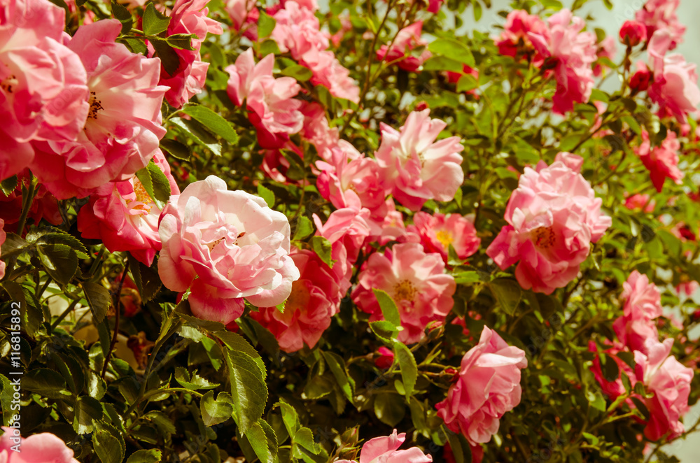 Fototapeta premium pink rose flowers bush