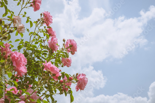 Photos pink rose flowers