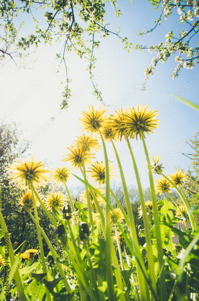 yellow dandelion flowers yellow dandelion flowers