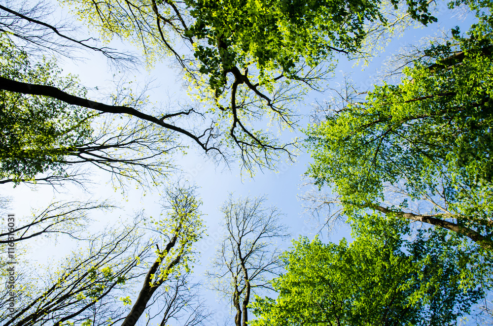Fototapeta premium view to the tree-tops