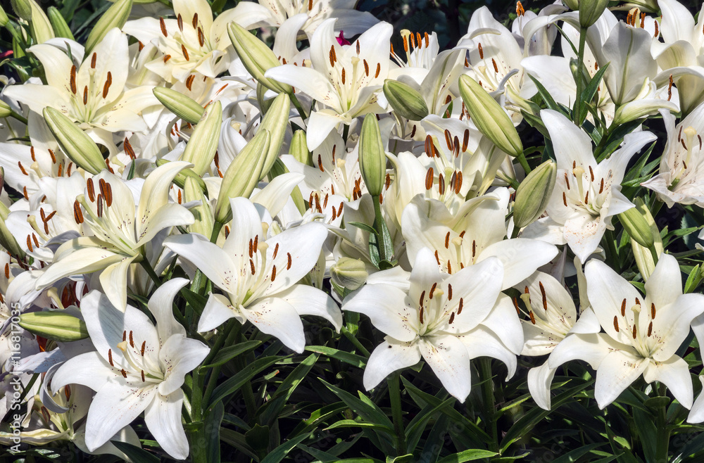 Obraz premium A flower bed of bright white lilies in the sunlight.