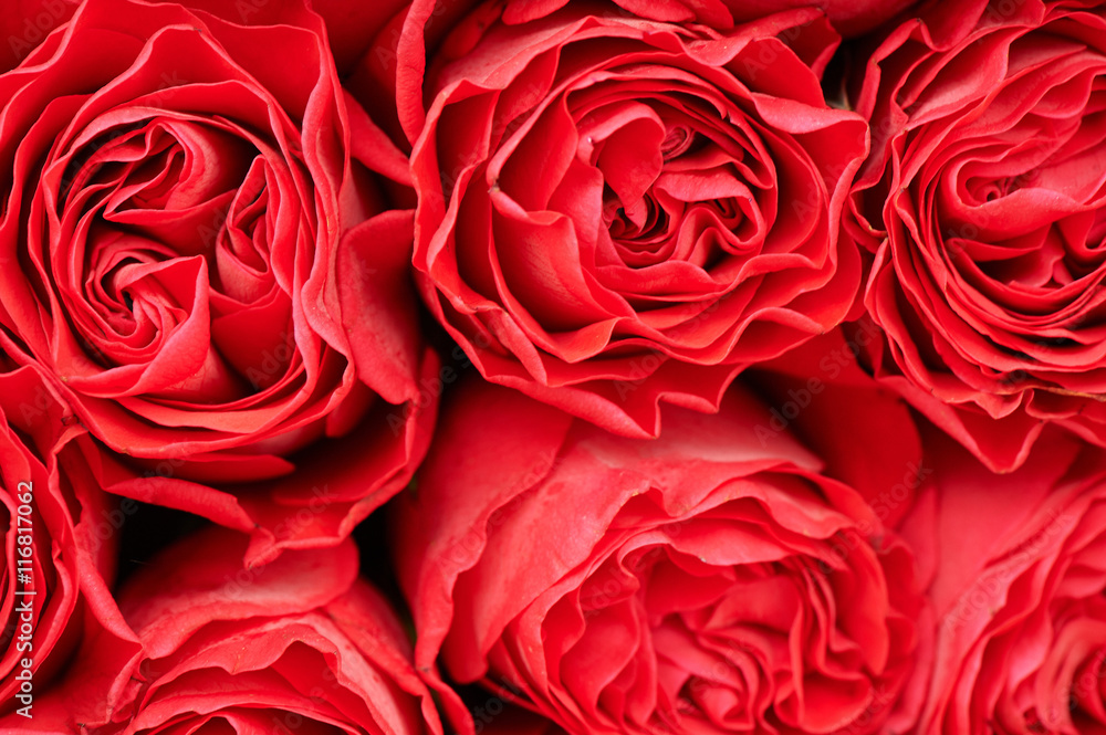 al large beautiful rose texture.Close. Floral present al large beautiful rose texture.Close. Floral present