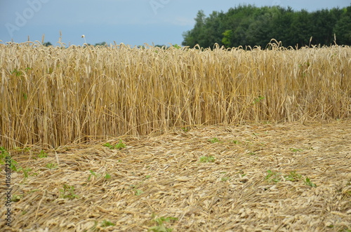 Kornkreis - Crop Circle