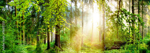 Wald Panorama mit Sonne