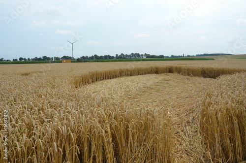 Kornkreis - Crop Circle