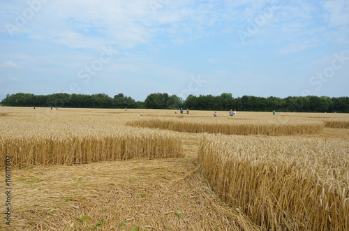 Kornkreis - Crop Circle