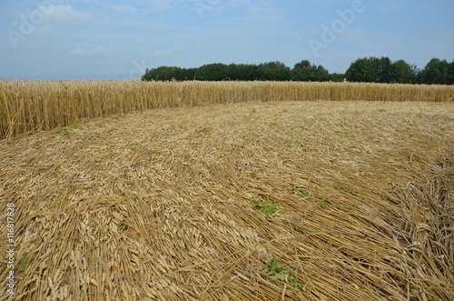 Kornkreis - Crop Circle