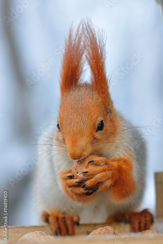 Red squirrel gnaws nuts photo