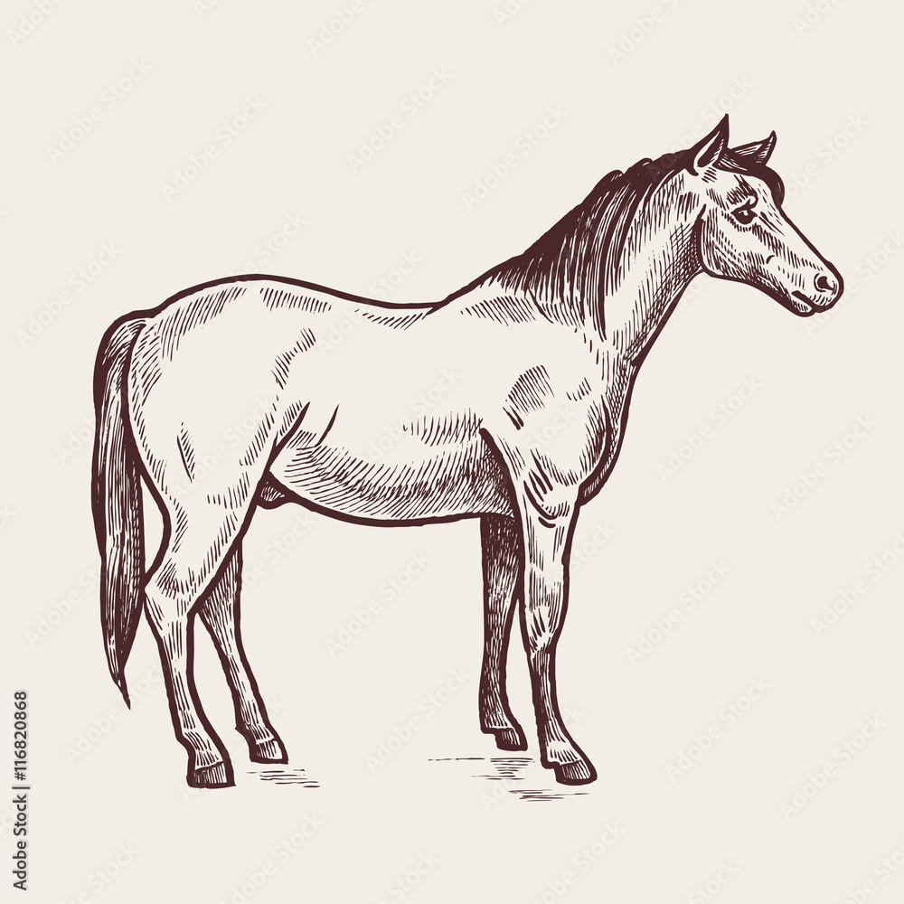 Illustration farm animals - horse