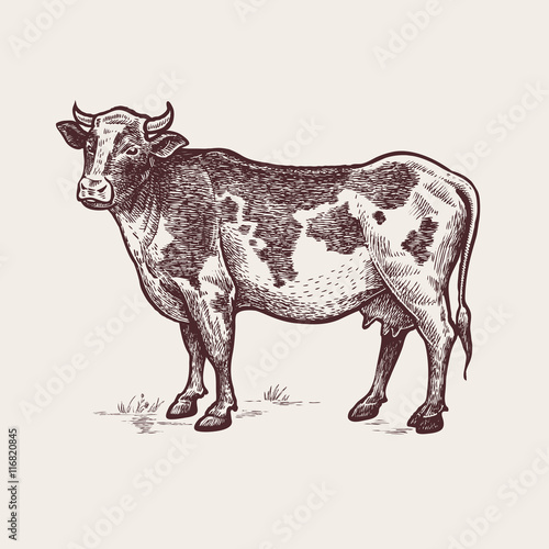 Illustration farm animals - cow