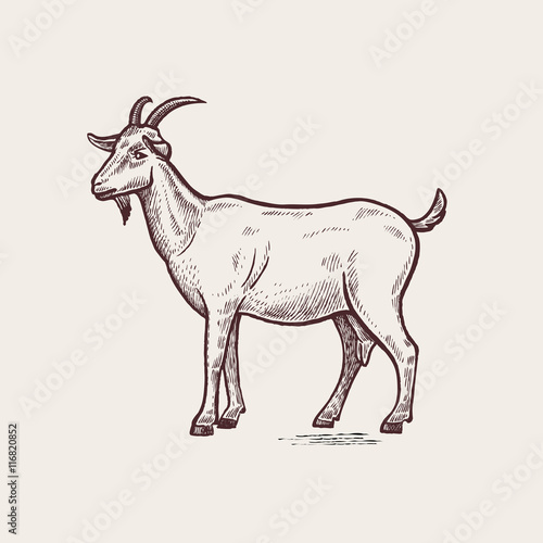 Canvas Print Illustration farm animals - goat