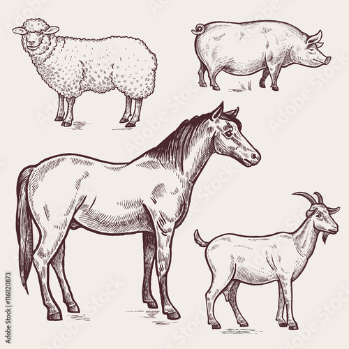 Set poultry - horse  sheep  pig  goat. Farm animals
