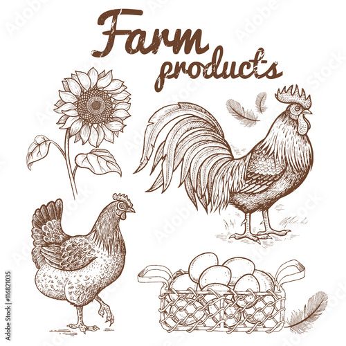 Vector illustration of a rooster, chicken, basket with eggs, sun