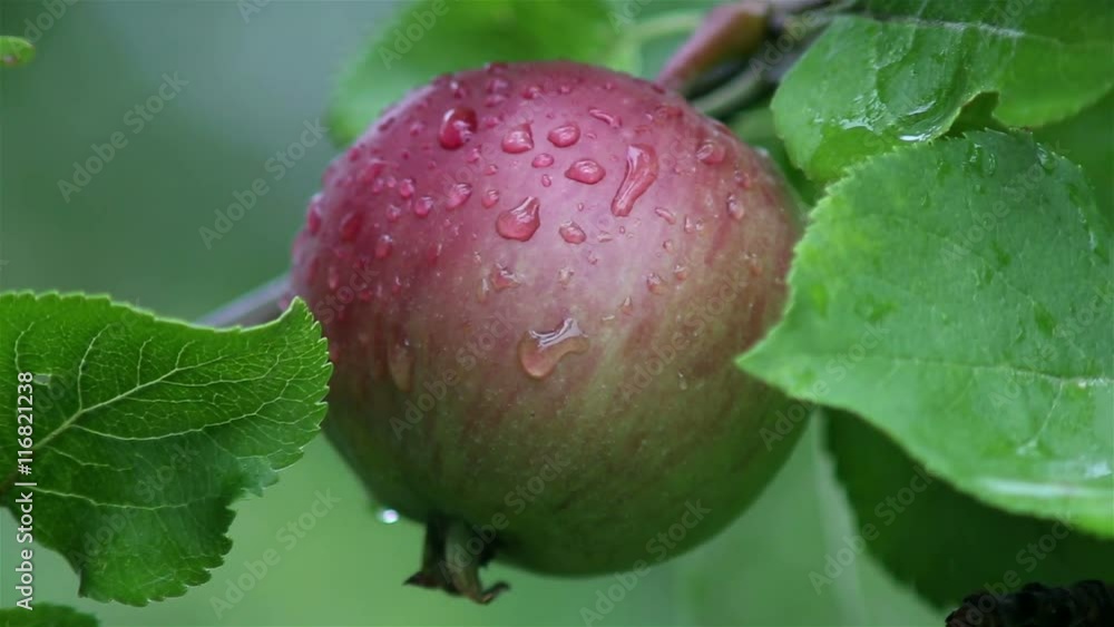 Fresh red apples on branches of an apple tree after summer rain