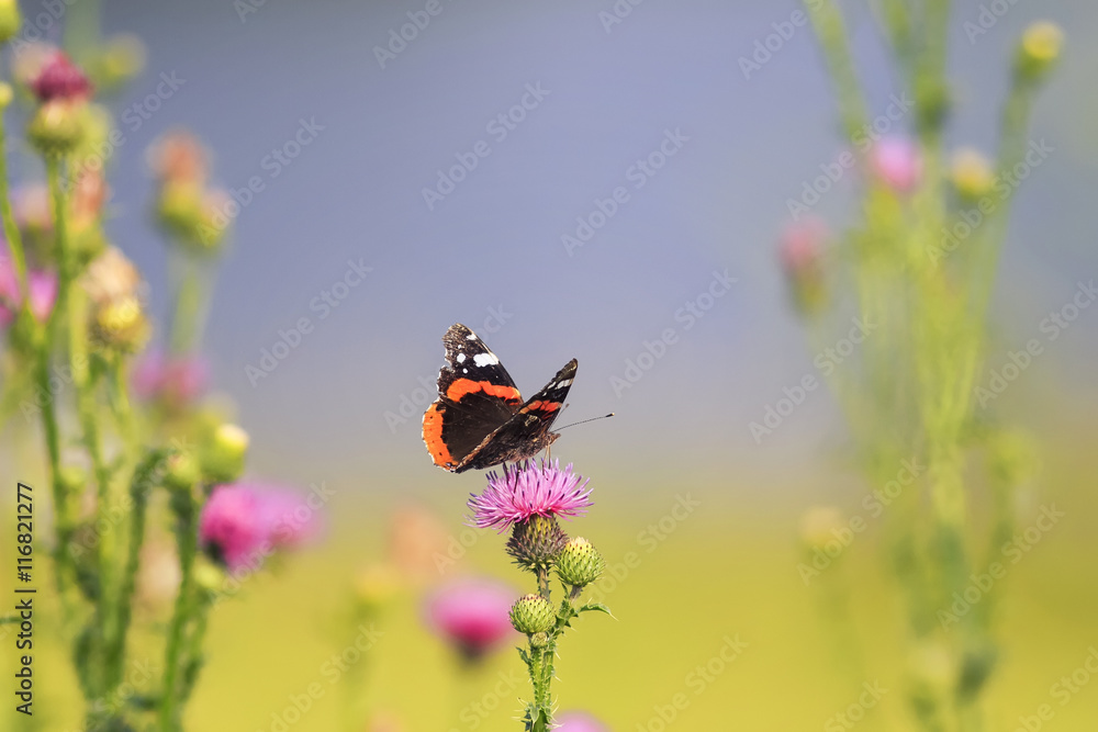 a beautiful spotted butterfly on barbed wire, on a summer meadow