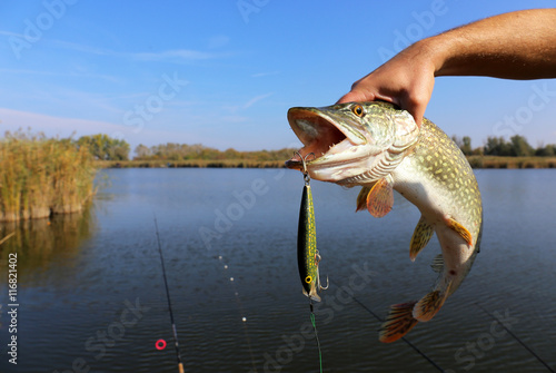 fisherman hand holding pike with bait