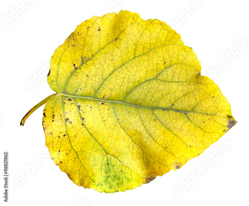 yellow and green huge poplar leaves fresh with streaks