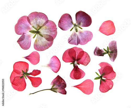 Pressed multicolour geranium set perspective. Dry delicate isolated flowers 