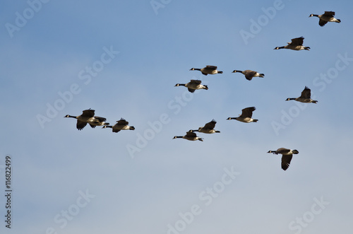 Large Flock of Canada Geese Flying in a Blue Sky © rck