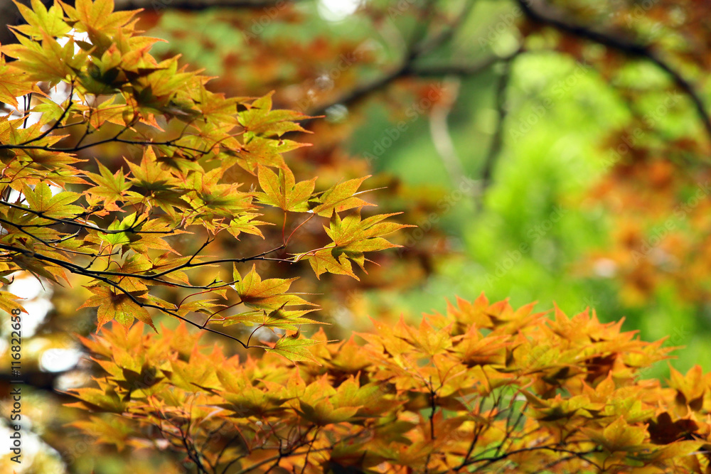 Yellow leaves of Japanese maple tree (Acer palmatum). Yellow leaves of Japanese maple tree (Acer palmatum).
