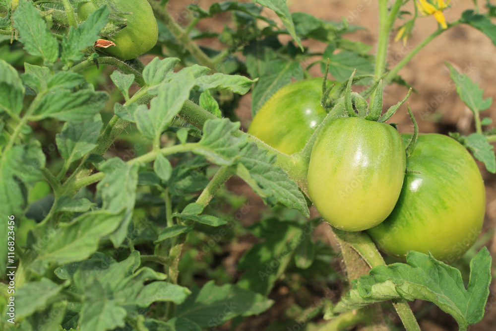 Green organic tomatoes in garden Green organic tomatoes in garden