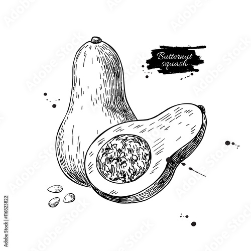 Butternut squash vector drawing. Isolated vegetable with sliced