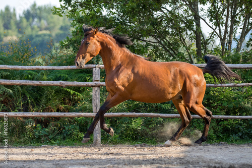 Canvas Print Bay lusitano horse in action