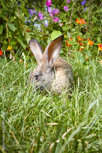 Rabbit hiding in the tall grass