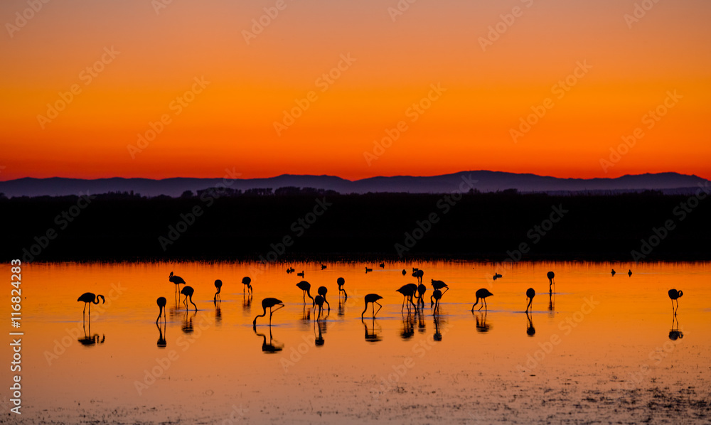 Naklejka premium Piękny zachód słońca z sylwetkami flamingów
