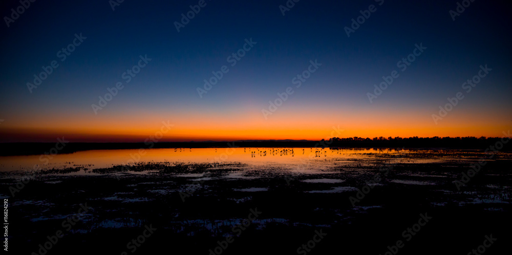 Obraz premium Beautiful sunset with flamingos silhouettes
