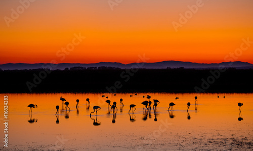 Beautiful sunset with flamingos silhouettes