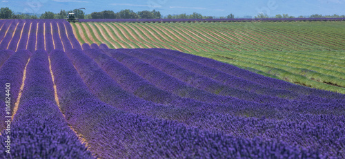 Lavender field in France during harvest