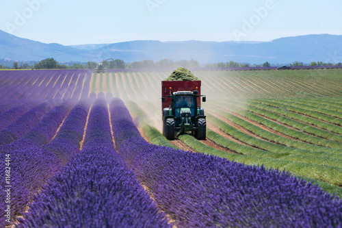 Foto Lavender field in France during harvest time
