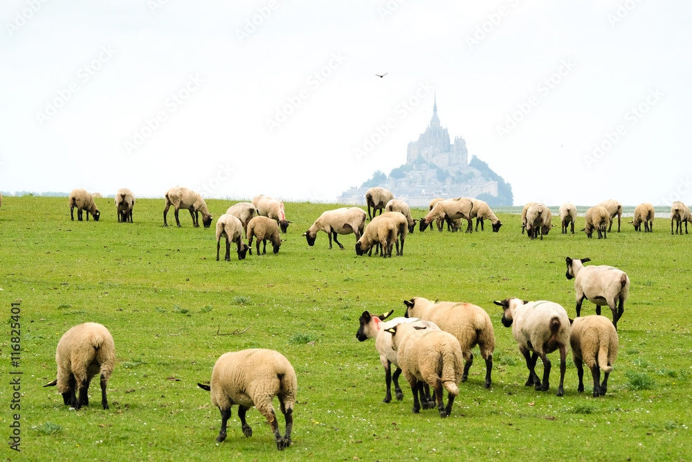 Fototapeta premium mouton baie saint michel élevage prairie herbe abbaye troupeau