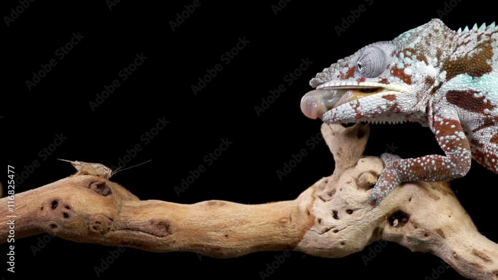 A Panther Chameleon shoots his tongue out to catch a cricket. Shot with a high speed camera. A Panther Chameleon shoots his tongue out to catch a cricket. Shot with a high speed camera.
