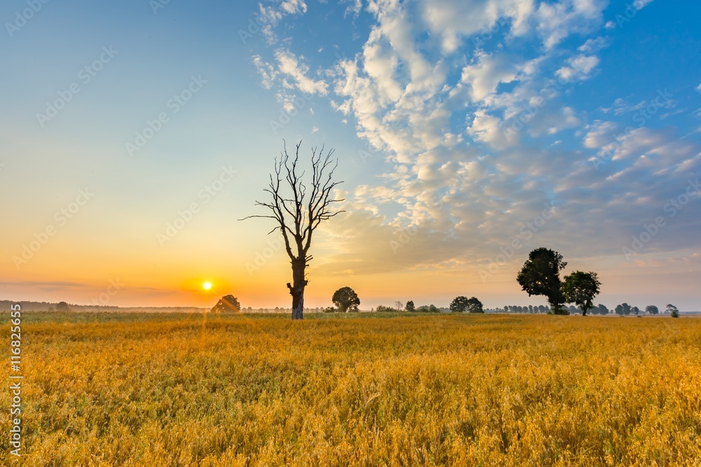 Cereal field with old tree, landscape photographed at morning