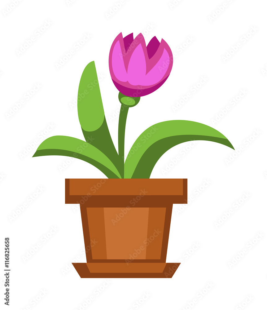 Obraz premium Home flowers in pot