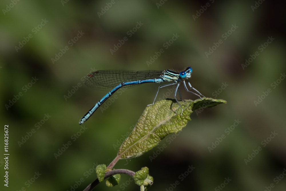 Libelle - Gemeine Becherjungfer - Enallagma cyathigerum - Makro / Nahaufnahme Libelle - Gemeine Becherjungfer - Enallagma cyathigerum - Makro / Nahaufnahme