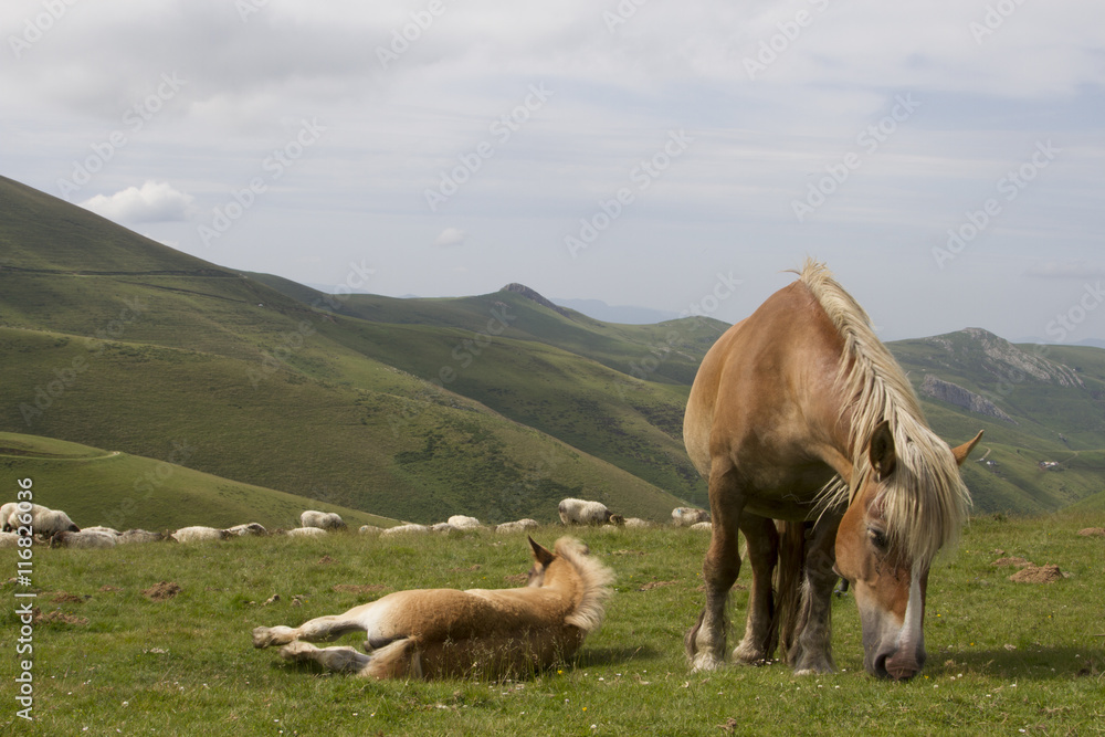 caballos salvajes pastando en las faldas del Urkulu en los pirineos - obrazy, fototapety, plakaty 