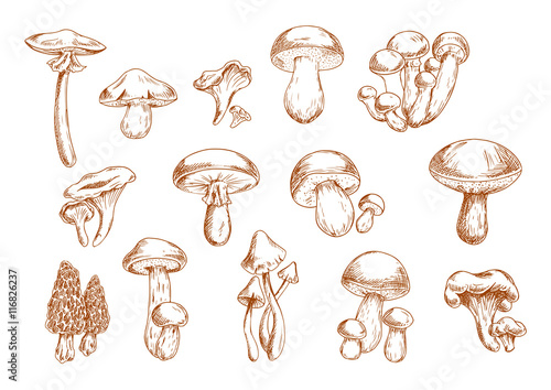 Edible mushrooms sketches for food design