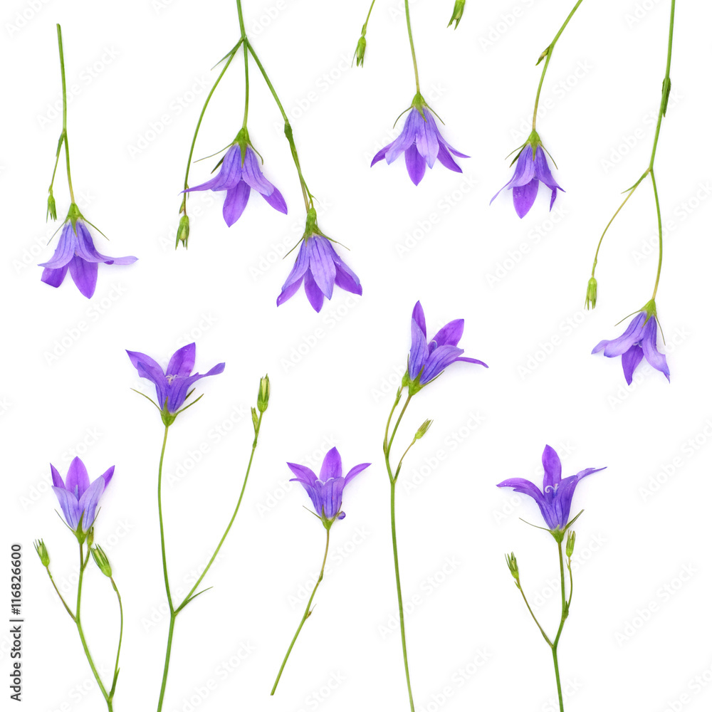 Isolated blue bell on a white background StockFoto Adobe Stock