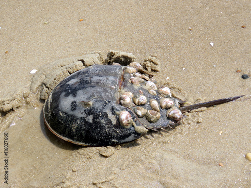 South Bethany Horseshoe crab on a sand 2016