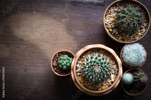 Cactus on wooden background with vintage filter and use to be background for text
