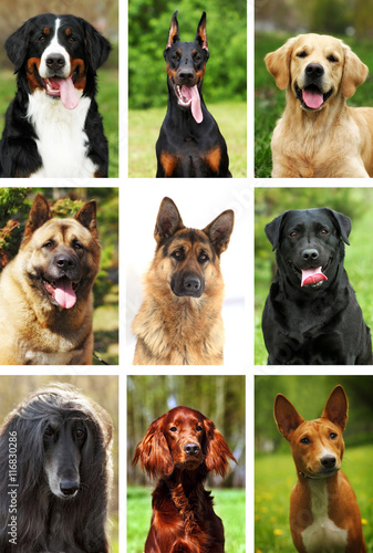 nine popular breeds of dogs, portraits nature