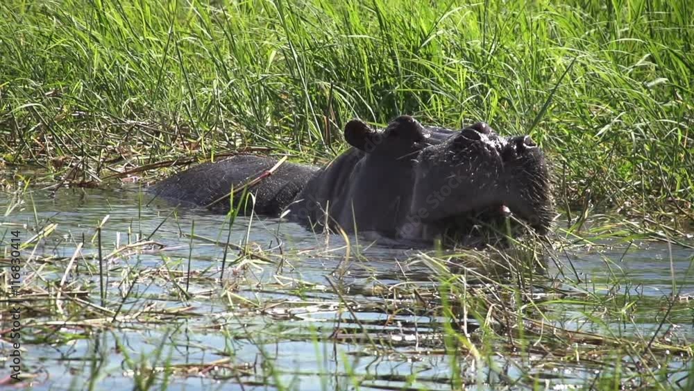Hippo eating river grasses. Shot with a high-speed camera.