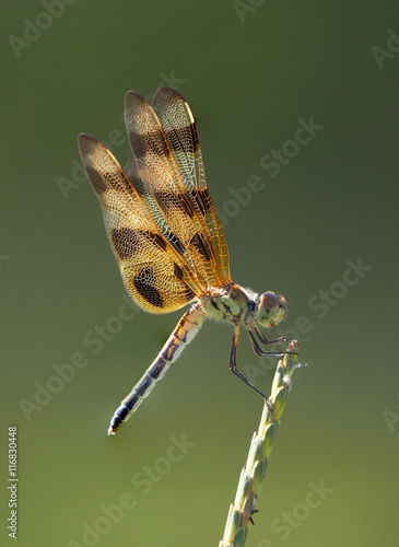 Halloween Pennant Dragonfly Perched on Swamp Vegetation